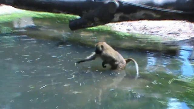 Зоопарк в Германии смотреть онлайн