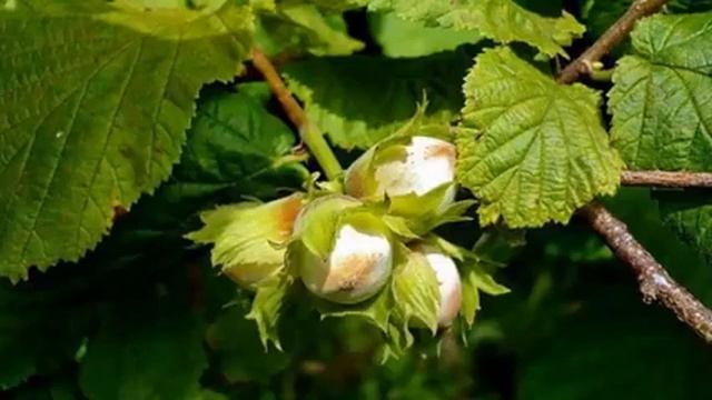 Лещина, георгины, белокрылка. (Агроном Людмила Решетникова) смотреть онлайн