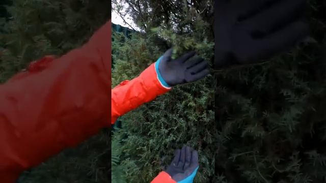 Как очистить можжевельник от желтой хвои смотреть онлайн