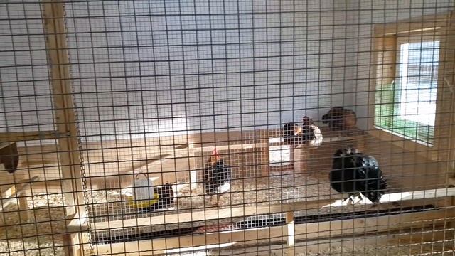 Устройство моего курятника (вариантII) смотреть онлайн