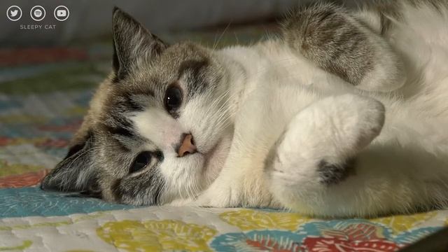 Soothing Melodies for Anxious Cats: Calming Music to Calm your Cat | Serene Tunes for a Happy Cat смотреть онлайн