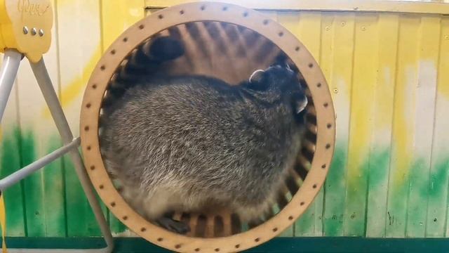 6 октября ДОМАШНИЕ ЕНОТЫ ОСЕНЬЮ в Сибири Raccoons Дуся и Лаки смотреть онлайн