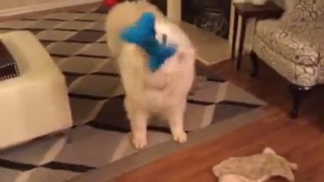 All I want for Christmas is You!!! Much love from Mazzie and Dexter!!! смотреть онлайн