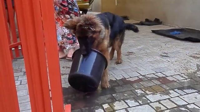 Длинношерстная немецкая овчарка Дольф, 6 мес.Одесса. смотреть онлайн