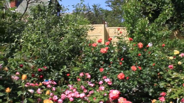 Розы с названием сортов 30 мая 2019 смотреть онлайн