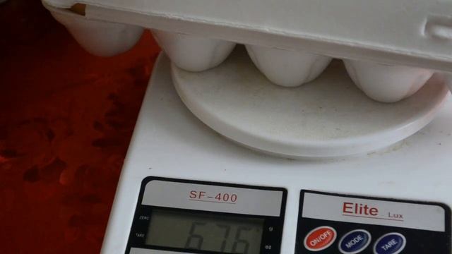 Сравниваем вес яйца Джерсийского Гиганта в возрасте 6,5 и 11 месяцев./ the eggs of the Jersey Giant смотреть онлайн