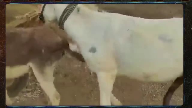 krycie koni zimnokrwistych Sokólskish ___ 27 January 2023 ___ ARJUN ANIMALS LOVE(720P_HD).mp4 смотреть онлайн