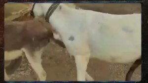 krycie koni zimnokrwistych Sokólskish ___ 27 January 2023 ___ ARJUN ANIMALS LOVE(720P_HD).mp4