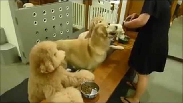 Воспитанные собаки смотреть онлайн