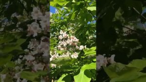 Прекрасный медонос-катальпа прекрасная-дерево счастья