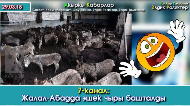 Жалал-Абаддагы эшек ЧЫРЫ | ЭШЕК бизнеси Бийликти билмексенге салдыргабы? | Акыркы Кабарлар смотреть онлайн