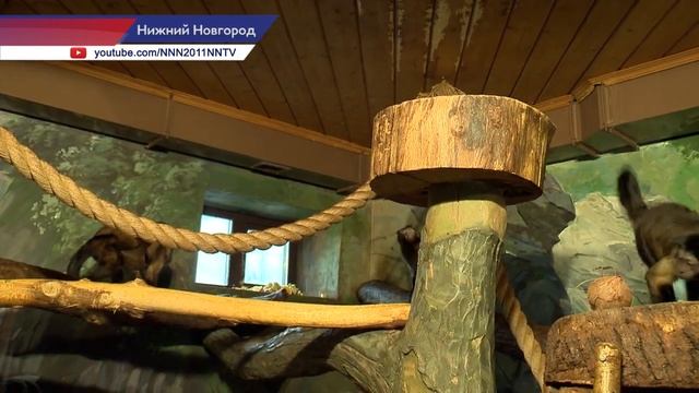 Нижегородскому зоопарку «Лимпопо» требуется помощь смотреть онлайн