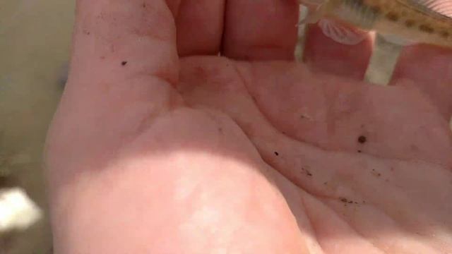 Партизанское водохранилище. смотреть онлайн