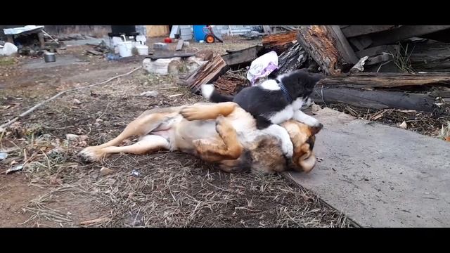 Баня из арболитовых блоков. смотреть онлайн