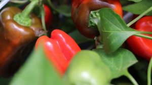 ПЕРЕЦ ЛИСИЧКА КРАСНАЯ ароматный миниатюрный. Гавриш.