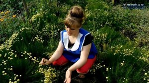 Сантолина зацвела. Уход выращивание размножение посадка болезни хранение сантолины.