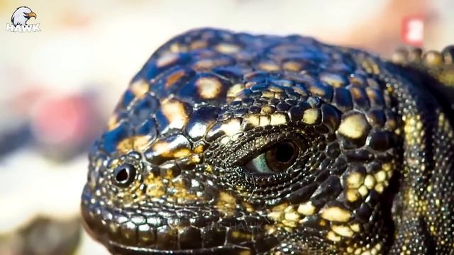 30 Moments When Cobra Confronts Python, What Happens Next? Animal Fight смотреть онлайн