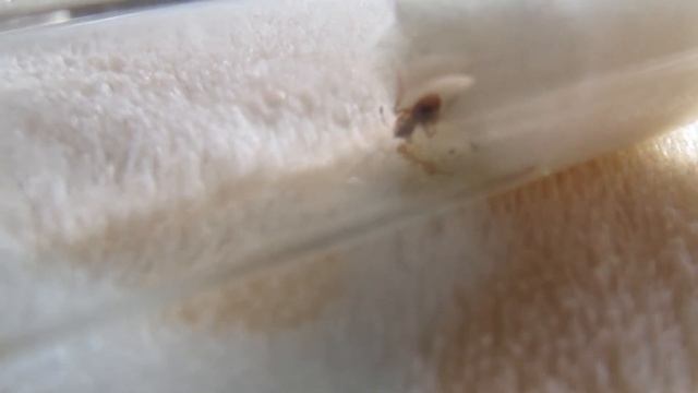 первый муравей , новорожденный рабочий смотреть онлайн