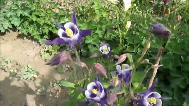Аквилегии. Цветение трехлетних аквилегий. 2018г смотреть онлайн