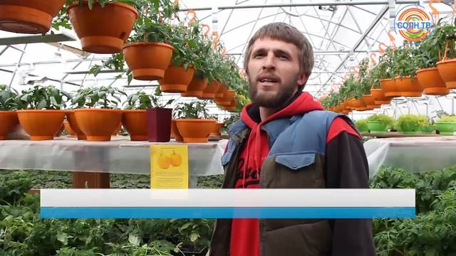 Фермерское хозяйство в Солнечногорске вырастит 70 тысяч кустов клубники смотреть онлайн