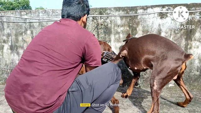 How To Breed Doberman ||Doberman Dog Mating ||Dog Breeding ||(only for education purpose) смотреть онлайн