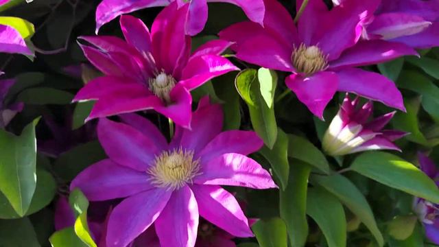 клематис Асао смотреть онлайн