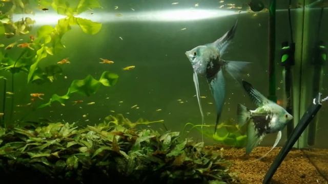 Скалярия Синий Смоуки 26 февраля 2021 г. смотреть онлайн