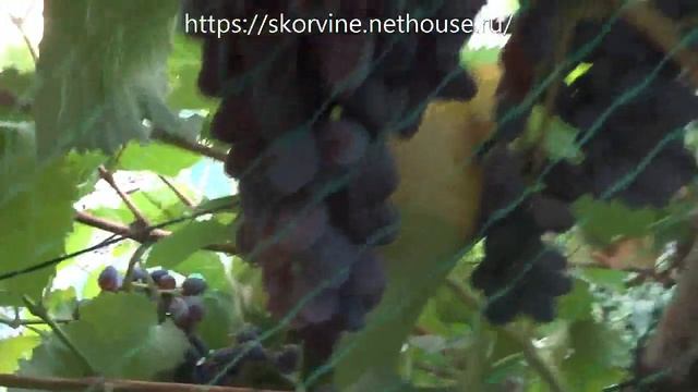 Сорта винограда. Кишмиш Юпитер 2017 смотреть онлайн