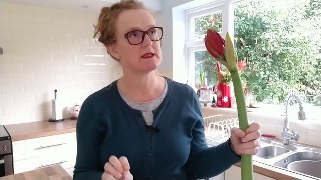 Arranging amaryllis | Freddie's Flowers discount code смотреть онлайн