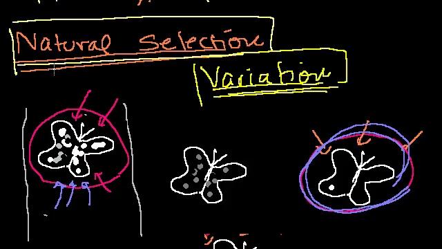 Introduction to Evolution and Natural Selection смотреть онлайн