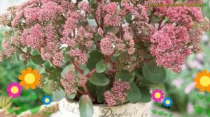 Очиток большой Седукшен Грин Пинк. Краткий обзор, описание sedum telephium Seduction Green Pink