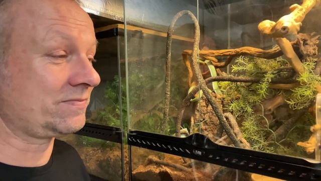 HOW TO stop your snake escaping / HOW TO find your pet snake ! смотреть онлайн