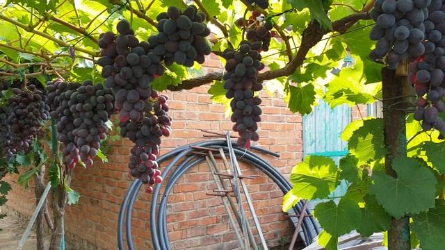 Виноград сорт ОРИОН. смотреть онлайн