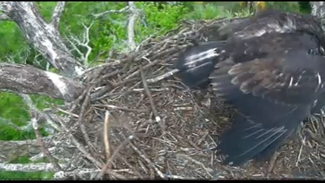 AEF-NEFL 4-14-16 Gulp...Gone! смотреть онлайн