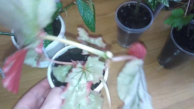 Комнатные цветы.Очень живучие комнатные растения. смотреть онлайн