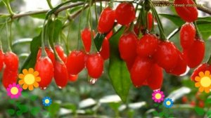 Годжи (Годжи №1). Краткий обзор: Годжи описание характеристик, где купить саженцы lycium barbarum №