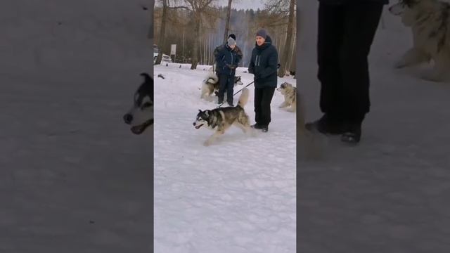 Праздник Хей-Хей ? нам 13 лет ? смотреть онлайн