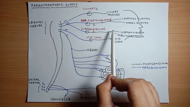 Enteric Nervous System | Myenteric plexus | Meissner's plexus смотреть онлайн