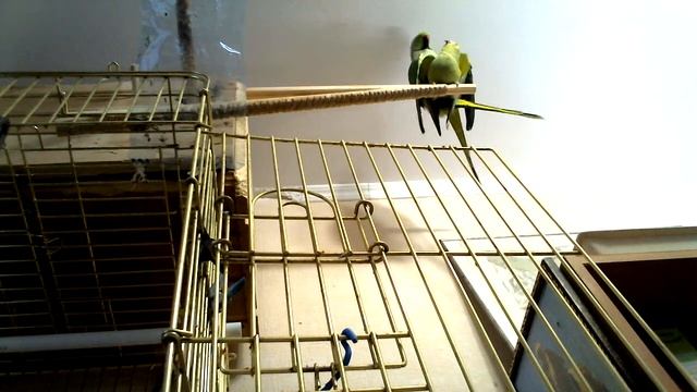 Брачные игры ожереловых попугаев. 20.11.2015 смотреть онлайн