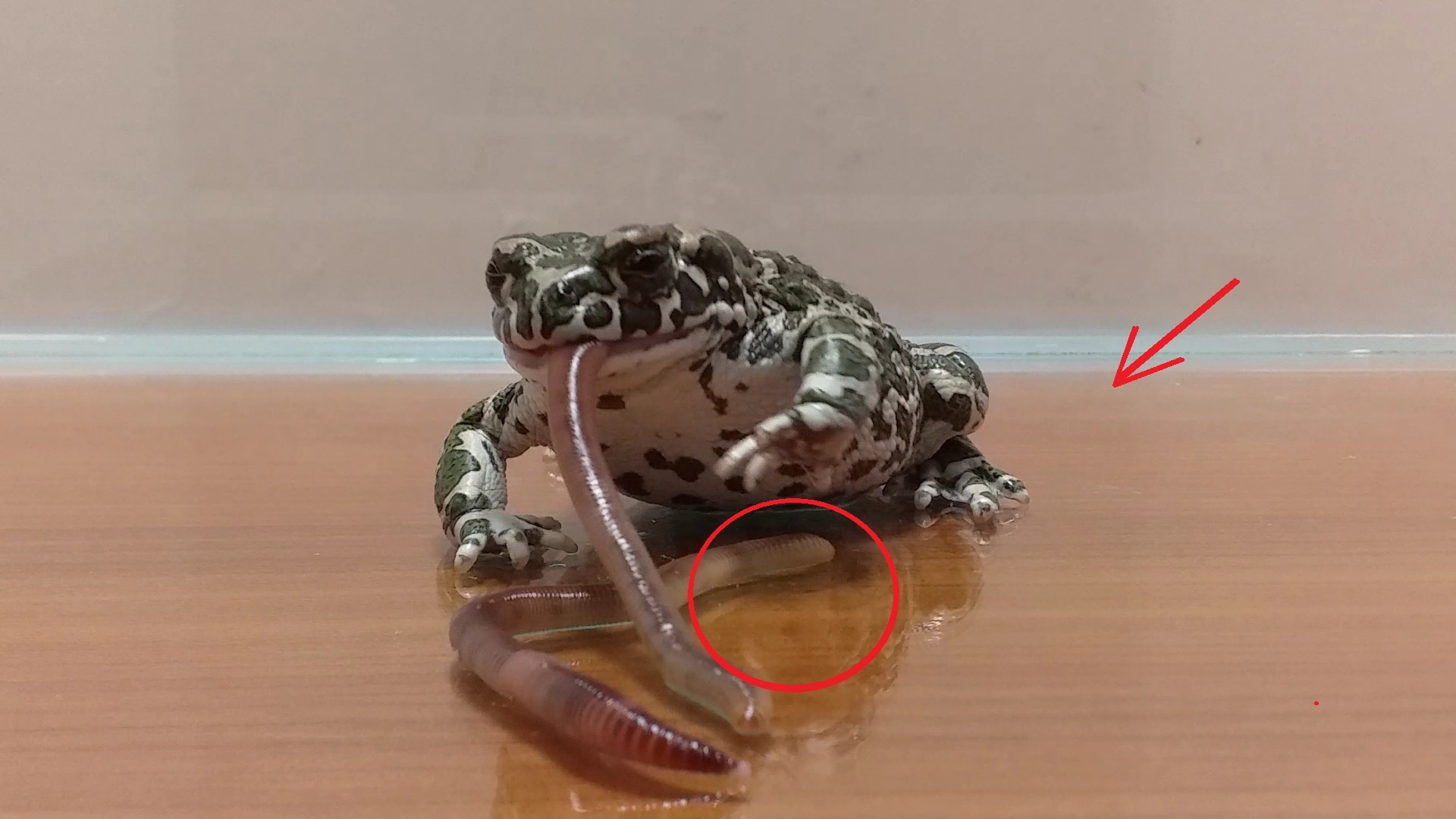 большой червь / жаба vs dendrobaena veneta / живое кормление смотреть онлайн