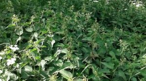 Дикая крапива в парке