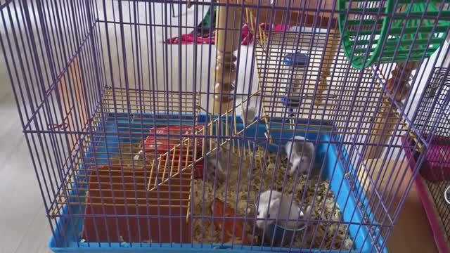 Кто такие мастомисы. смотреть онлайн