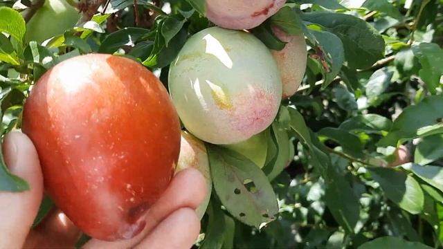 Слива Бербанк Гигант