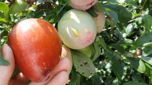 Слива Бербанк Гигант