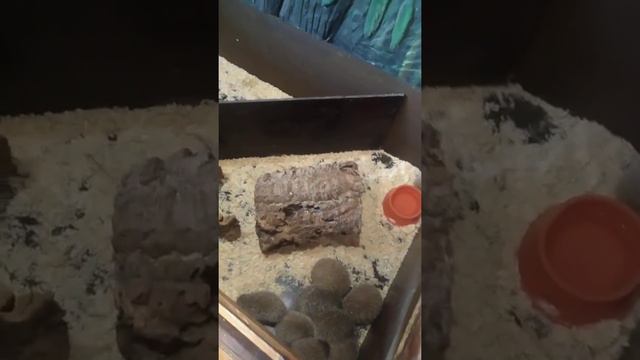 Мини зоопарк Сочи парк