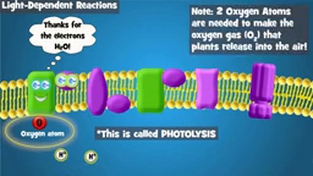 Photosynthesis Intro and Light-Dependent Reactions смотреть онлайн