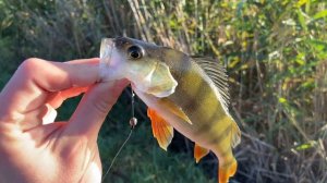 КАК ЛОВИТЬ ОКУНЯ ОСЕНЬЮ НА ЖИВЦА?! Осенний окунь прёт!