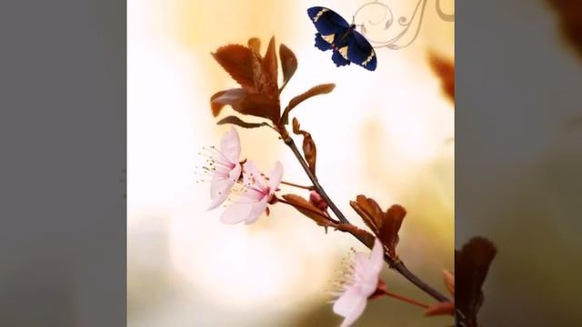 Красивые картинки (слайды) смотреть онлайн