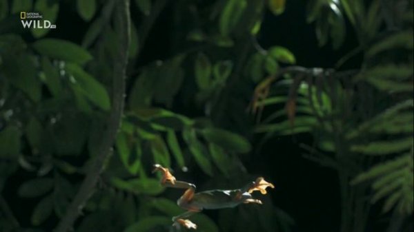 Необычная природа экватора / Equator's Wild Secrets Серия 5 Тайные обитатели Анд