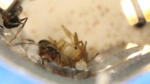 Из куколки в муравья. Максимально близко! До конца. AntPlanet.